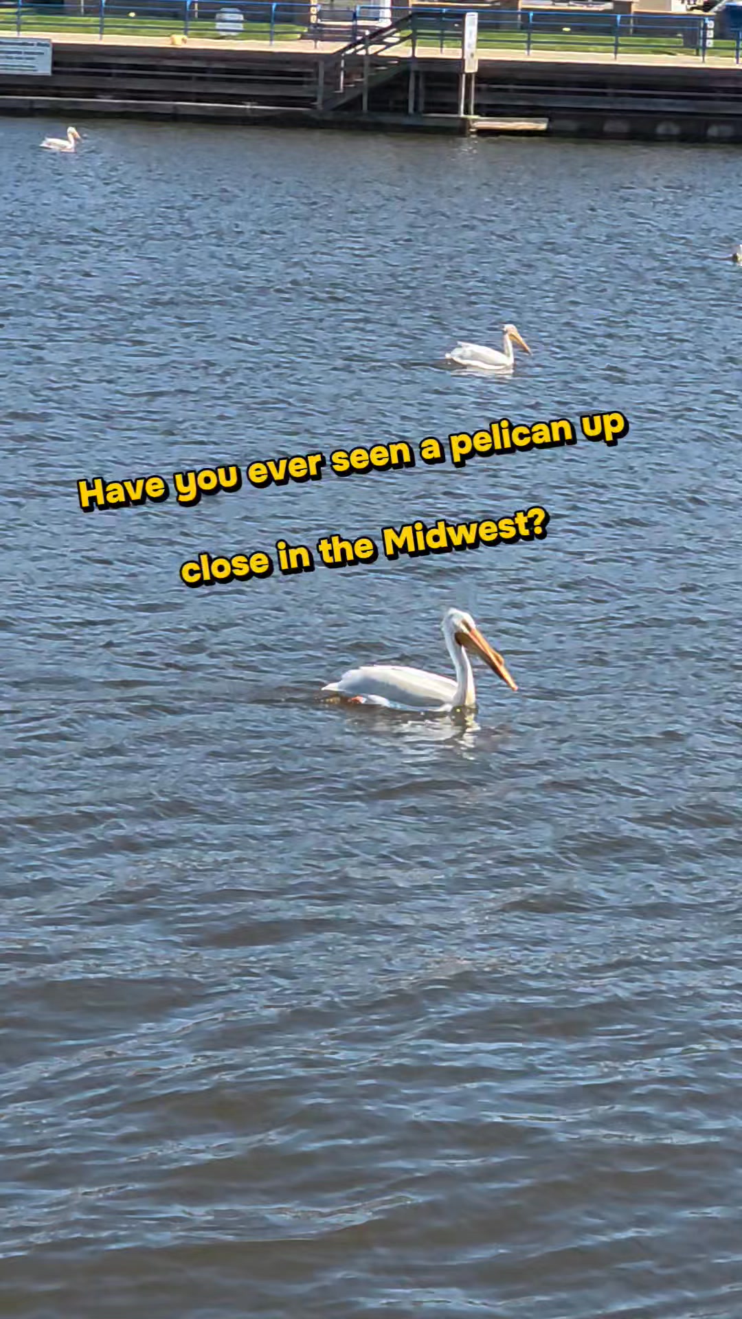 I never expected to see a pelican this close on a freshwater lake in the Midwest, and honestly it felt kind of magical.

One of those quiet little moments that makes you stop for a second and really notice what’s around you.

I think midlife changes the way we experience things. Years ago I probably would’ve glanced quickly, taken a picture, and moved on. But now? Moments like this stay with me. The peaceful water, the fresh air, the stillness, and seeing something so unexpected and beautiful out in nature.

Maybe that’s one of the gifts of getting older… slowing down enough to appreciate the simple things more deeply.

Not every meaningful moment has to be loud or exciting. Sometimes it’s just a pelican on a quiet lake reminding you to pause and soak it all in for a minute 🤍