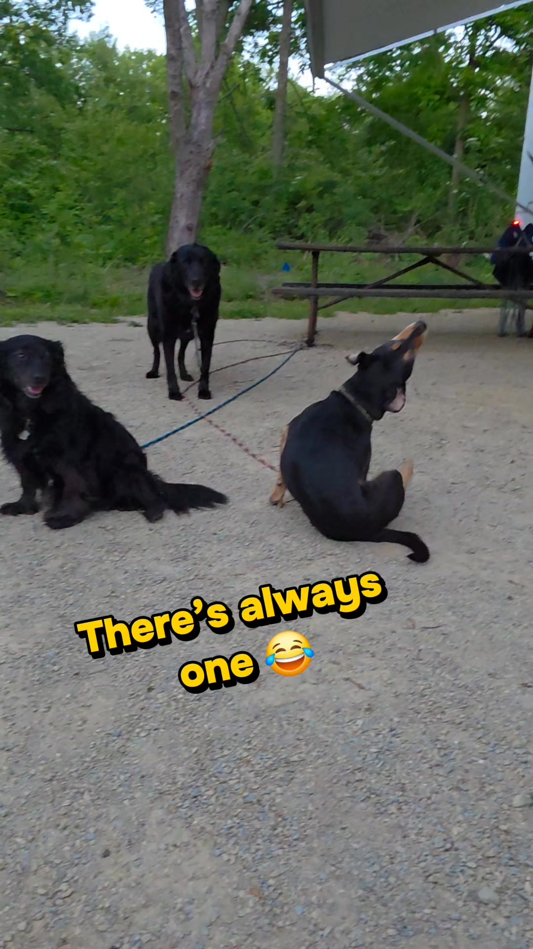 Life with 3 rescue dogs is equal parts sweet, chaotic, entertaining, and slightly unhinged 😂🐾

I was trying to get one calm cute video of all three sitting nicely together… and of course there’s always ONE doing their own thing in the background.

Honestly though, I wouldn’t trade this life for anything. These dogs bring so much personality, comfort, laughter, and everyday joy into my world. Midlife may look different than I imagined years ago, but quiet moments with my dogs somehow end up being some of the best parts of it.

Even the chaotic moments 🤍